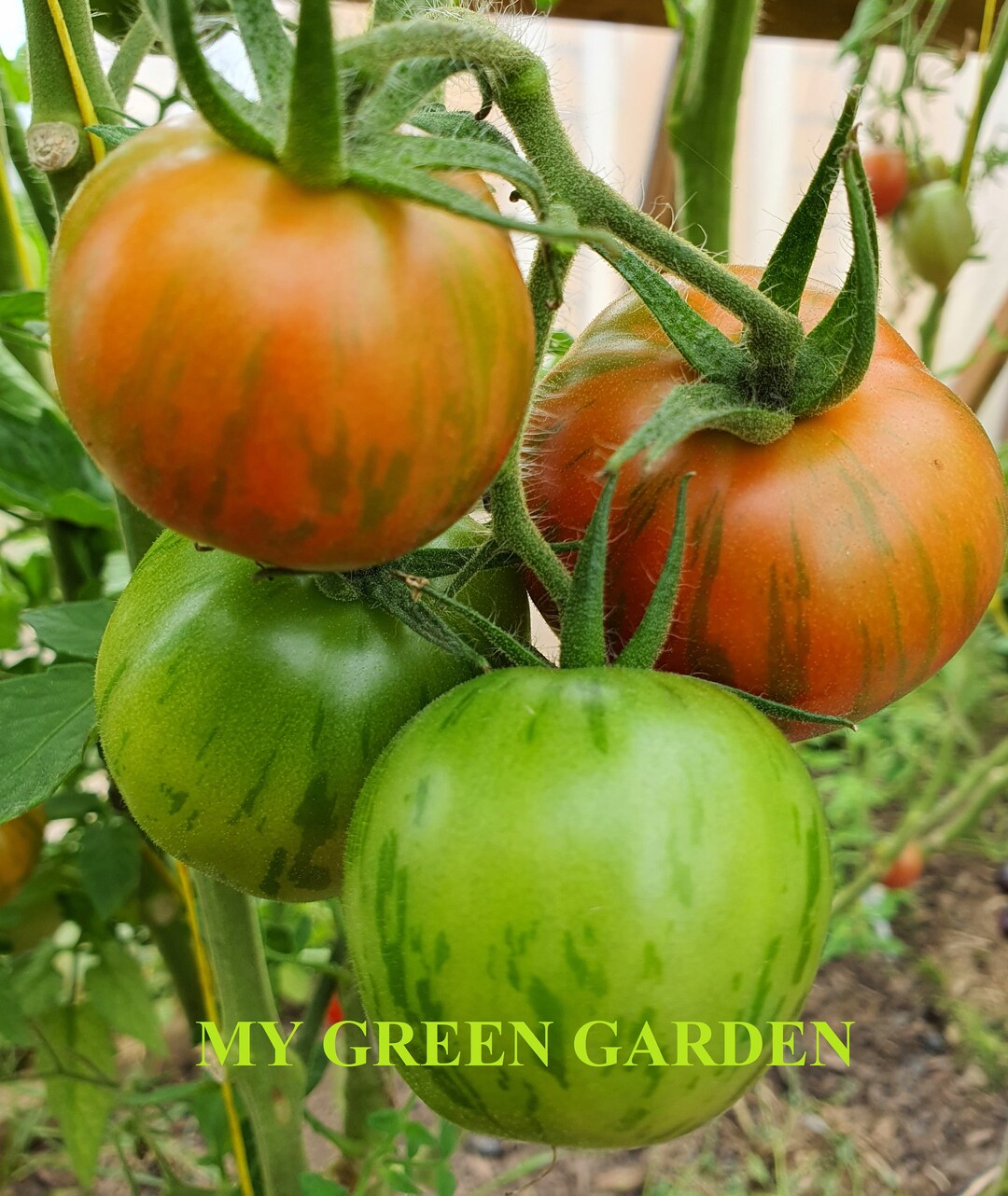 10 Red Zebra Tomato Organic Seeds Red Zebra, Non GMO, Tomato Red Zebra