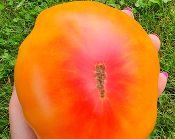5 Hawaiian Pineapple Tomato Organic Seeds - Гавайский ананас, Non GMO, Organic Heirloom Tomato Seeds, bio, Tomatensamen, Indeterminate