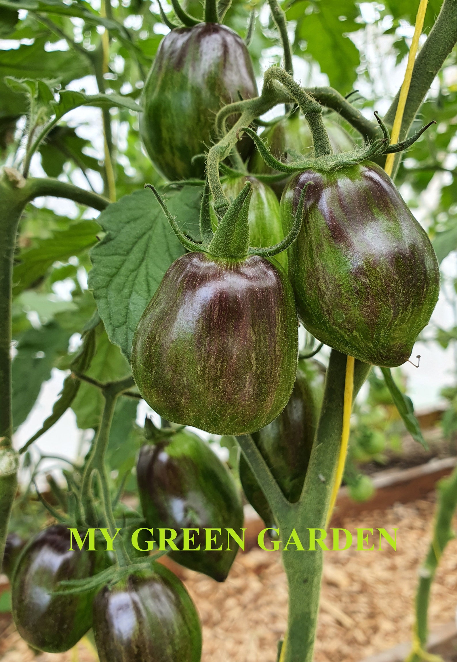 10 GARGAMEL Tomato Organic Seeds Gargamel, Гаргамель, Tomatensamen, Non