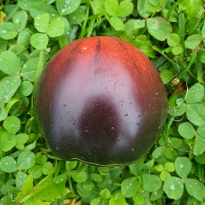 10 BLACK BEAUTY Tomato Organic Seeds – Black Beauty, Non GMO, Organic Heirloom Tomato Seeds, anthocyanin, Tomatensamen, Indeterminate
