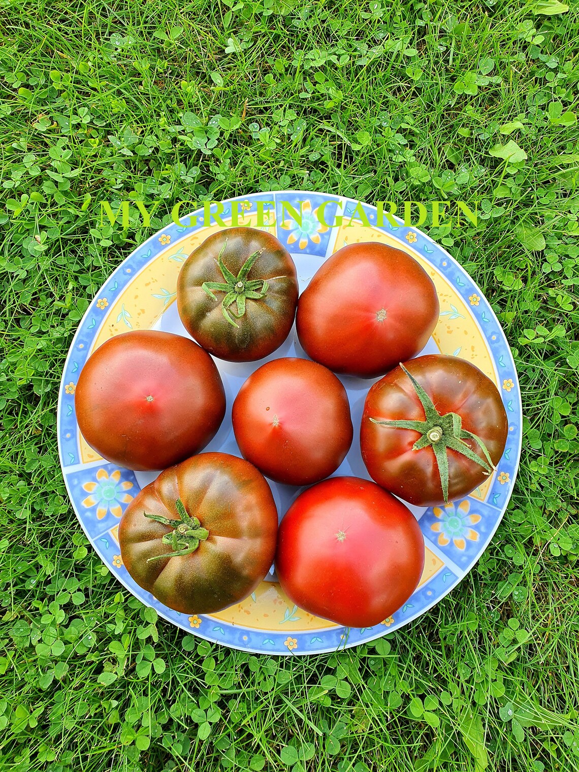 10 KUMATO Tomato Organic Seeds Kumato Kyмato Tomato Etsy