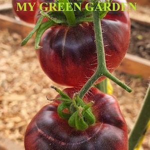 10 BLUE BEAUTY Tomato Organic Seeds - Blue Beauty, Голубая красавица, Non GMO, Organic Heirloom Tomato Seeds,  anthocyanin, Indeterminate