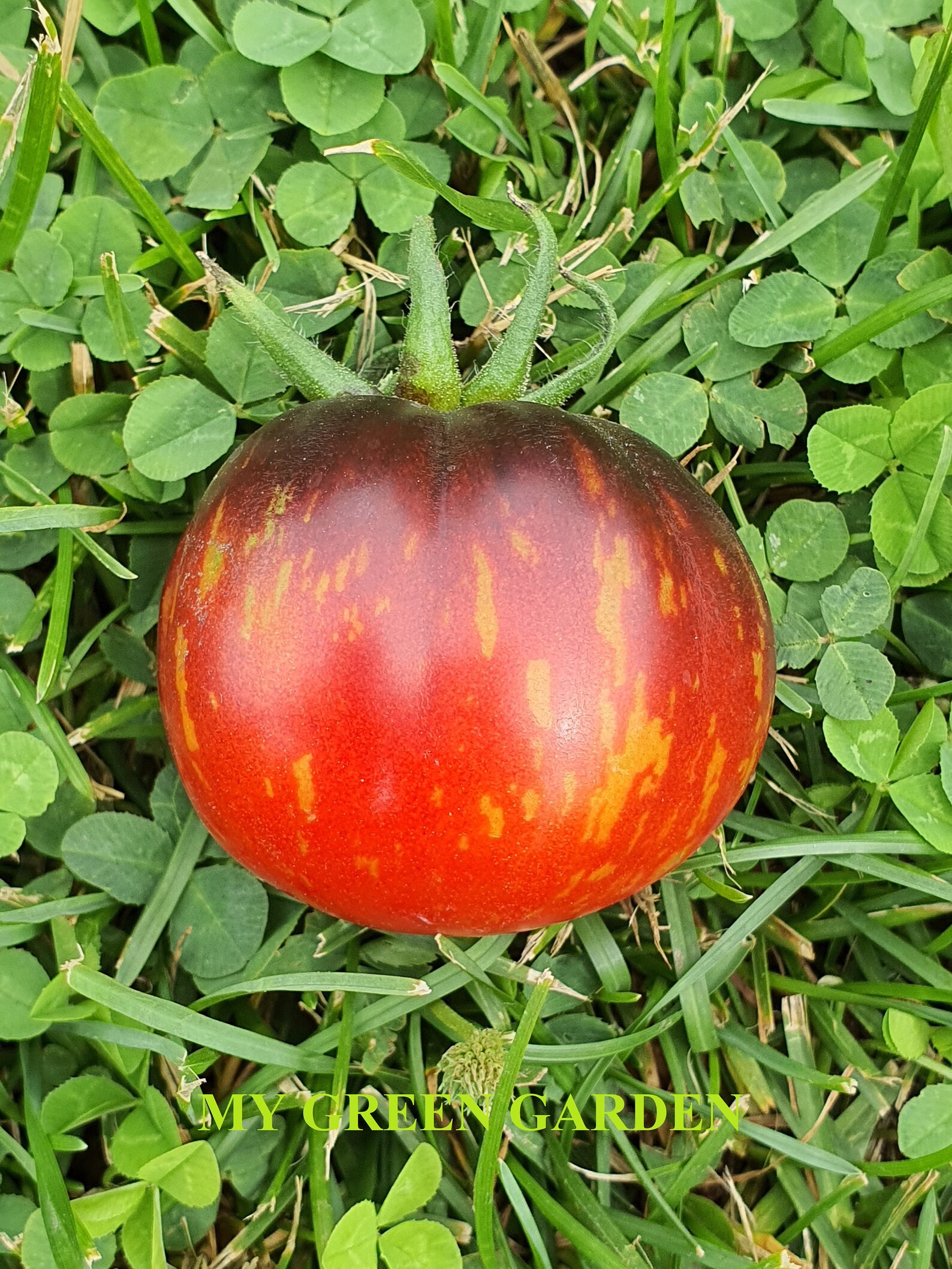 10 Queen of the Night Tomato Organic Seeds Queen of the Night, Königin Der Nacht, Королева ночи 10 Queen of the Night Tomato Organic Seeds Queen of the Night, Königin Der Nacht, Королева ночи