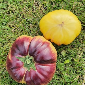 10 Große Weiß Lila Tomate Bio-Samen - Große Weiß Lila, Non GMO, Bio, Bio Erbstück Tomatensamen, Unbestimmt