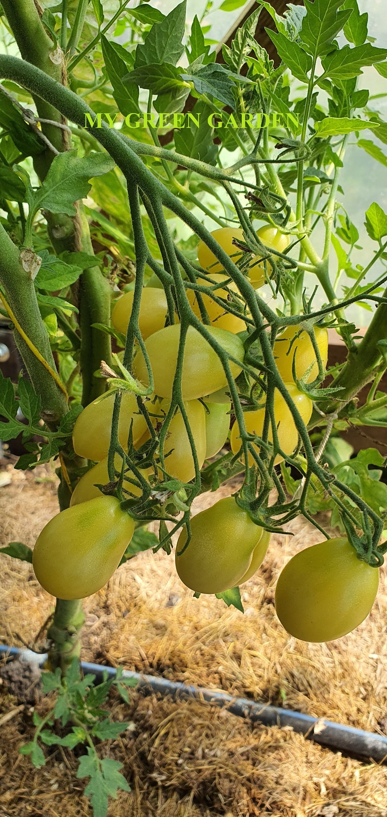 Sales for sale 10 Barry#39;s Crazy Cherry Tomato - depot Seeds tomato Organic