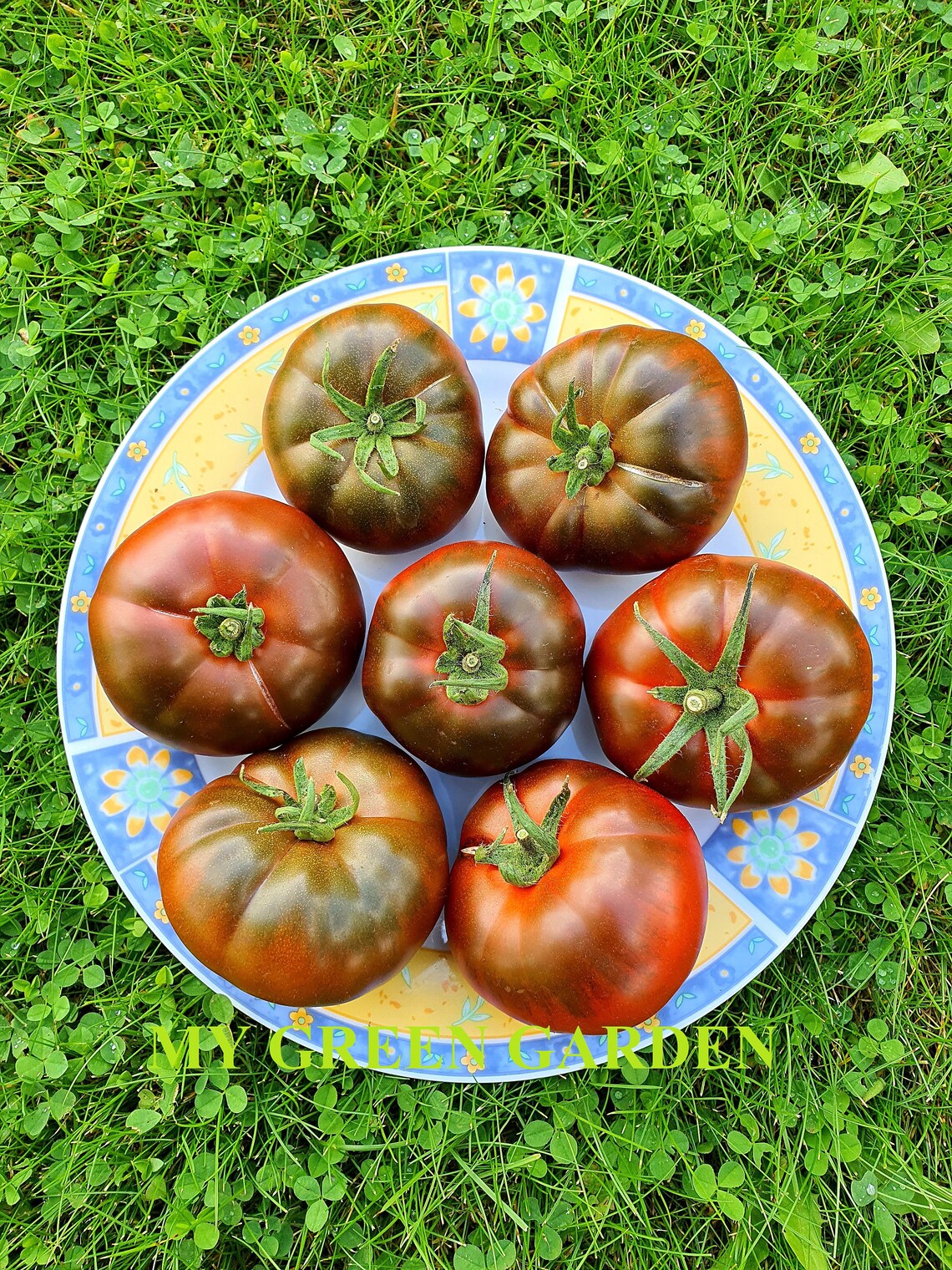 10 KUMATO Tomato Organic Seeds Kumato Kyмato Tomato Etsy