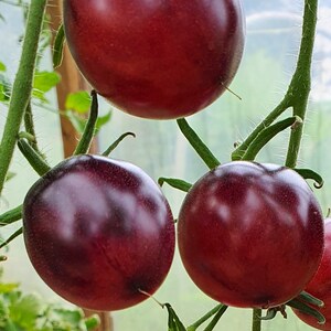 Indeterminate bio 10 ANANAS ZEBRA Tomato Organic Seeds \u2013 Ananas Zebra \u0410\u043d\u0430\u043d\u0430\u0441 \u0437\u0435\u0431\u0440\u0430 Organic Heirloom Tomato Seeds Non GMO