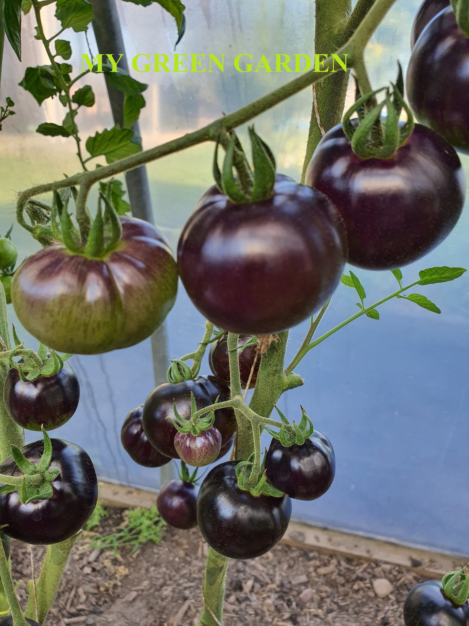 12 Queen of the Night Tomato