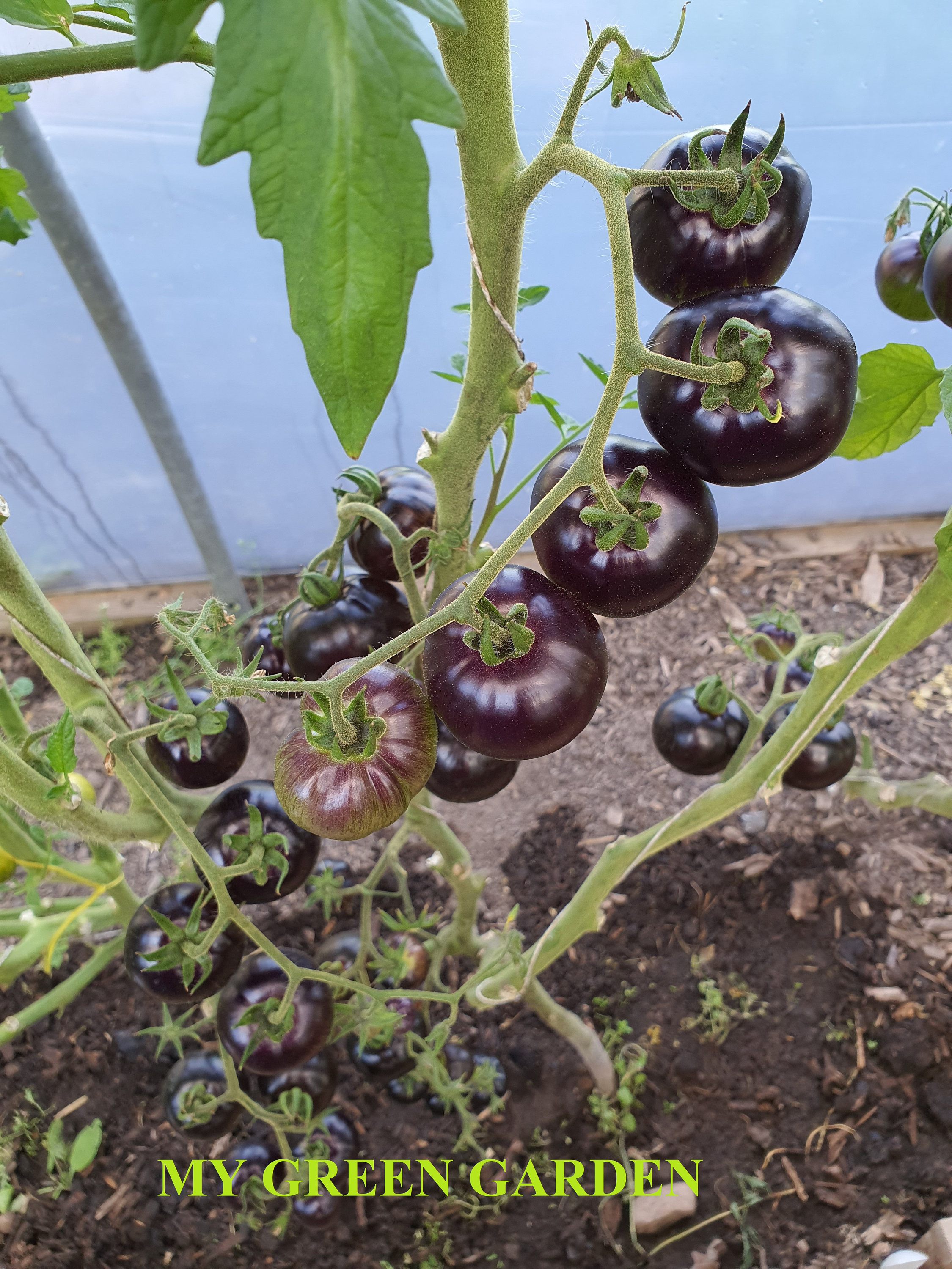 12 Queen of the Night Tomato Organic Seeds Queen of the Etsy 12 Queen of the Night Tomato Organic Seeds Queen of the Etsy