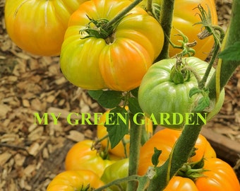 10 Semillas Orgánicas de Tomate ANANAS - ANANAS, Ананаc, Maduración temprana, Bicolor, Tomatensamen, No OGM, bio, Semillas de Tomate, Indeterminadas