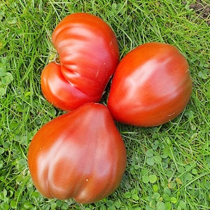 10 semi biologici di pomodoro Dwarf PINK PASSION – Dwarf Pink Passion, Розовая страсть гнома, NonGMO, semi di pomodoro, bio, Tomatensamen, Determinate