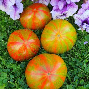 10 semillas orgánicas de tomate Summer of Love - Summer of Love, Лето любви, NonGMO, semillas orgánicas de tomate Heirloom, bio, Tomatensamen, INDETERMINADO