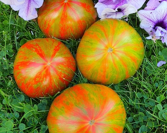 10 Summer of Love Tomato Organic Seeds - Summer of Love, Лето любви, NonGMO, Organic Heirloom Tomato Seeds, bio, Tomatensamen, INDETERMINATE