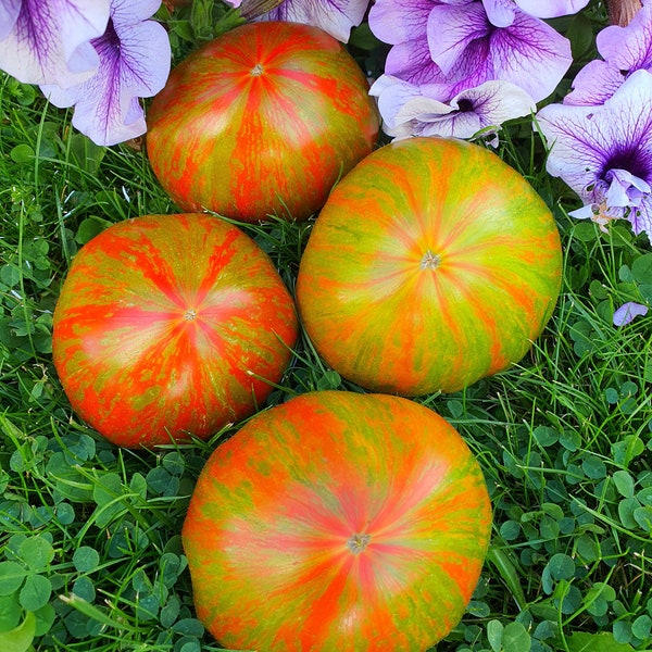 10 Summer of Love Tomato Organic Seeds - Summer of Love, Лето любви, NonGMO, Organic Heirloom Tomato Seeds, bio, Tomatensamen, INDETERMINATE