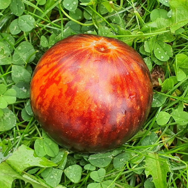 10 Queen of the Night Tomato Organic Seeds - Queen of the Night, Königin der nacht, Королева ночи, Non GMO, bio, anthocyanin, Indeterminate