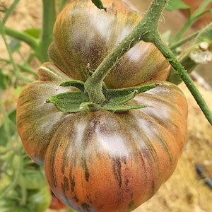 10 RUSSISCHE KOSACKEN Bio-Tomate - Russische Kosaken, Non GMO, Bio-Erbstück-Tomatensamen, bio, unbestimmt