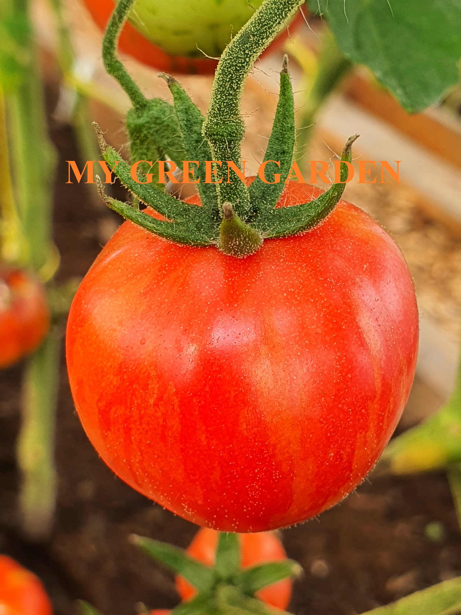 10 Red Zebra Tomato Organic Seeds Red Zebra, Non GMO, Tomato Red Zebra