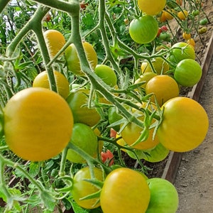 Puede incluir: Primer plano de una vid de tomates amarillos y verdes que crecen en un invernadero. Los tomates están maduros y listos para ser recogidos.
