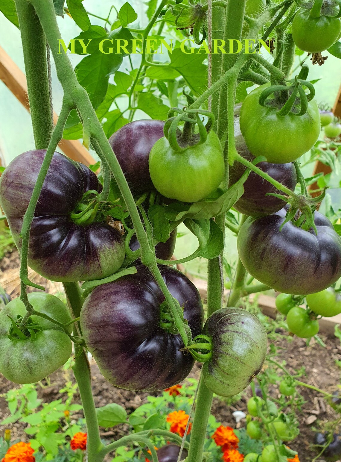 12 AMETHYST JEWEL Tomato Organic Seeds Amethyst Jewel | Etsy