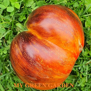 10 Alice’s Dream Bio-Tomatensamen - Alice’s Dream, Мечта АLYсы, Non GMO, Bio-Heirloom-Tomatensamen, bio, Anthocyan, UNBEDINGT