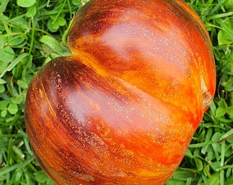 10 Alice’s Dream Tomato Organic Seeds - Alice’s Dream, Мечта Алисы, Non GMO, Organic Heirloom Tomato Seeds, bio, anthocyanin, INDETERMINATE