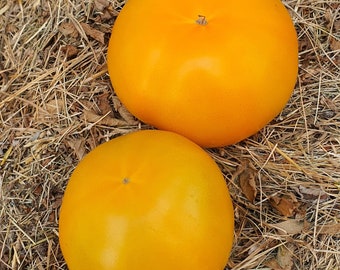 10 semillas orgánicas de tomate Amish Gold – Amish Gold, sin OMG, ecológicas, semillas de tomate de herencia orgánica, indeterminadas