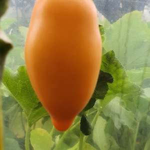 10 semi biologici di pomodoro Mango Django - Mango Django, Манго Джанго, non OGM, semi di pomodoro cimelio biologico, bio, Tomatensamen, semi di pomodoro