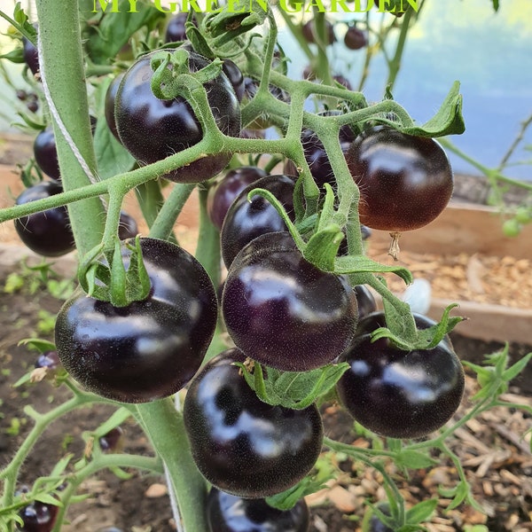 10 INDIGO ROSE Tomato Organic Seeds – Indigo Rose, Non GMO, Organic Heirloom Tomato Seeds, anthocyanin, Tomatensamen, Indeterminate