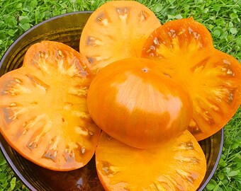 10 Zebra Zolta Tomato Organic Seeds - Zebra Zolta, Non GMO, bio, Organic Heirloom Tomato Seeds, Beefsteak type fruits, Indeterminate