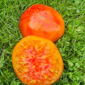 10 graines de tomates biologiques Chupa Chups - Chupa Chups, sans OGM, graines de tomates anciennes biologiques, bio, indéterminée