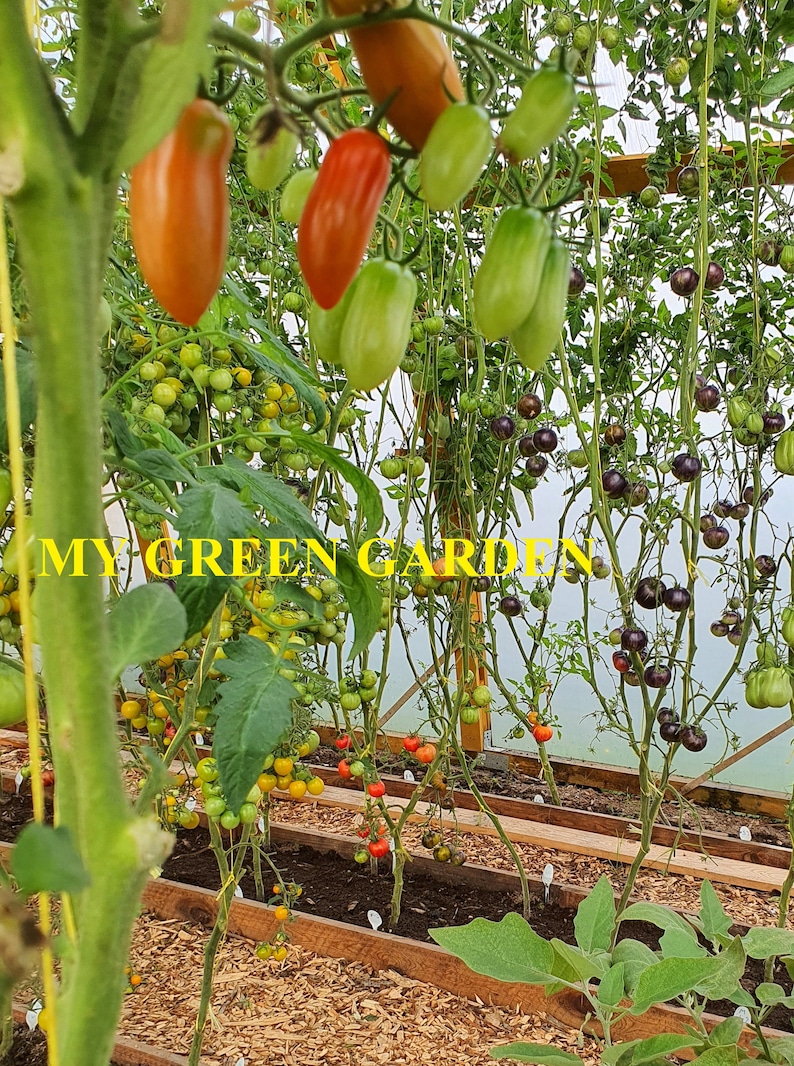 Indeterminate bio 10 ANANAS ZEBRA Tomato Organic Seeds \u2013 Ananas Zebra \u0410\u043d\u0430\u043d\u0430\u0441 \u0437\u0435\u0431\u0440\u0430 Organic Heirloom Tomato Seeds Non GMO