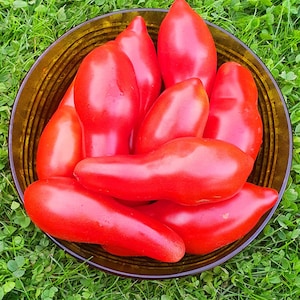 10 Royal Finger Tomato Organic Seeds – Royal Finger, Королевский палец, Non GMO, Organic Heirloom Tomato Seeds, bio, Determinate