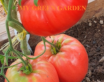 10 semillas de tomate japonesas orgánicas - Японка, Yaponka, Japonaise, Japanese, Non GMO, Organic Heirloom Tomate Seeds, Tomatensamen, INDETERMINADAS