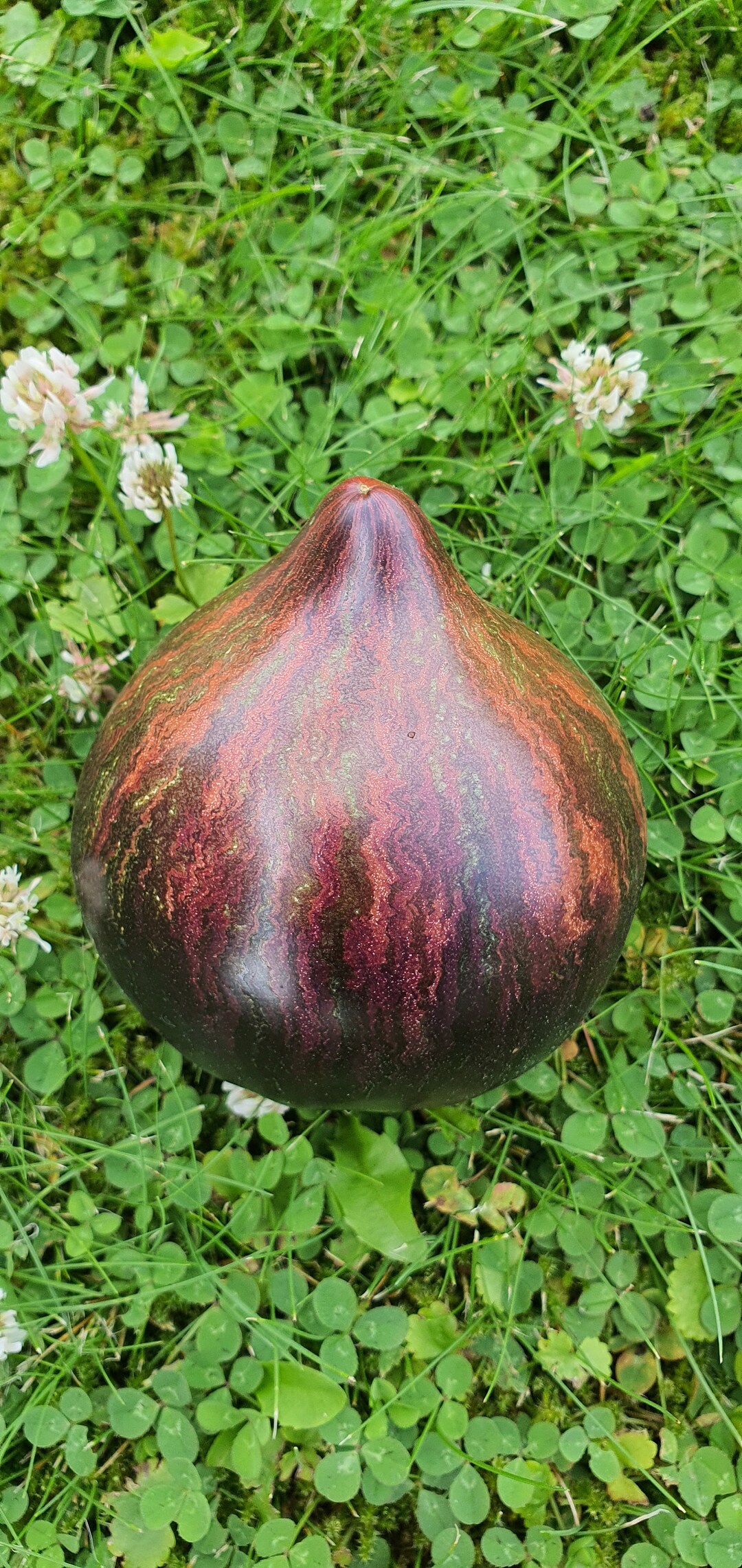 10 Rebel Starfighter Prime Tomato Organic Seeds Rebel Starfighter Prime, Non GMO, Organic