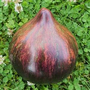 10 Rebel Starfighter prime Tomato Organic Seeds – Rebel Starfighter prime,  Non GMO, Organic Heirloom Tomato Seeds, bio, Indeterminate
