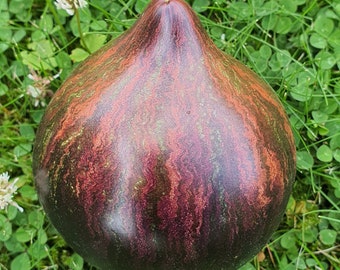 May include: A dark purple and green gourd with a marbled pattern. The gourd is sitting on a bed of green grass.