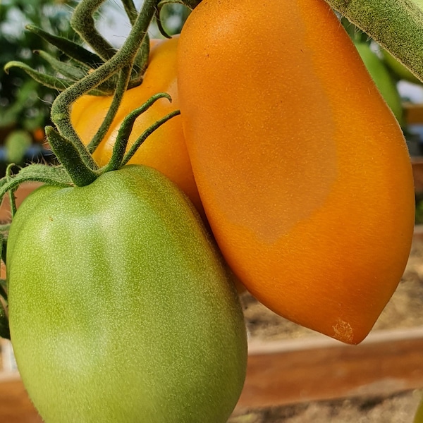 10 Gold Kolchak Tomato Organic Seeds - Золото Колчака, Gold Kolchak, Non GMO, Organic Heirloom Tomato Seeds, Tomatensamen, Indeterminate