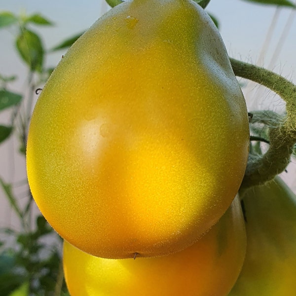 10 Orange Pear Tomato Organic Seeds – Оранжевая груша, Orange Pear, Non GMO, bio, Organic Heirloom Tomato Seeds, Tomatensamen, Indeterminate