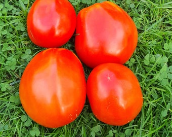 10 Tomato Minusinsky - Tomato Organic Seeds - Non GMO, Organic Heirloom Tomato Seeds, Tomatensamen, Tomato seed, INDETERMINATE