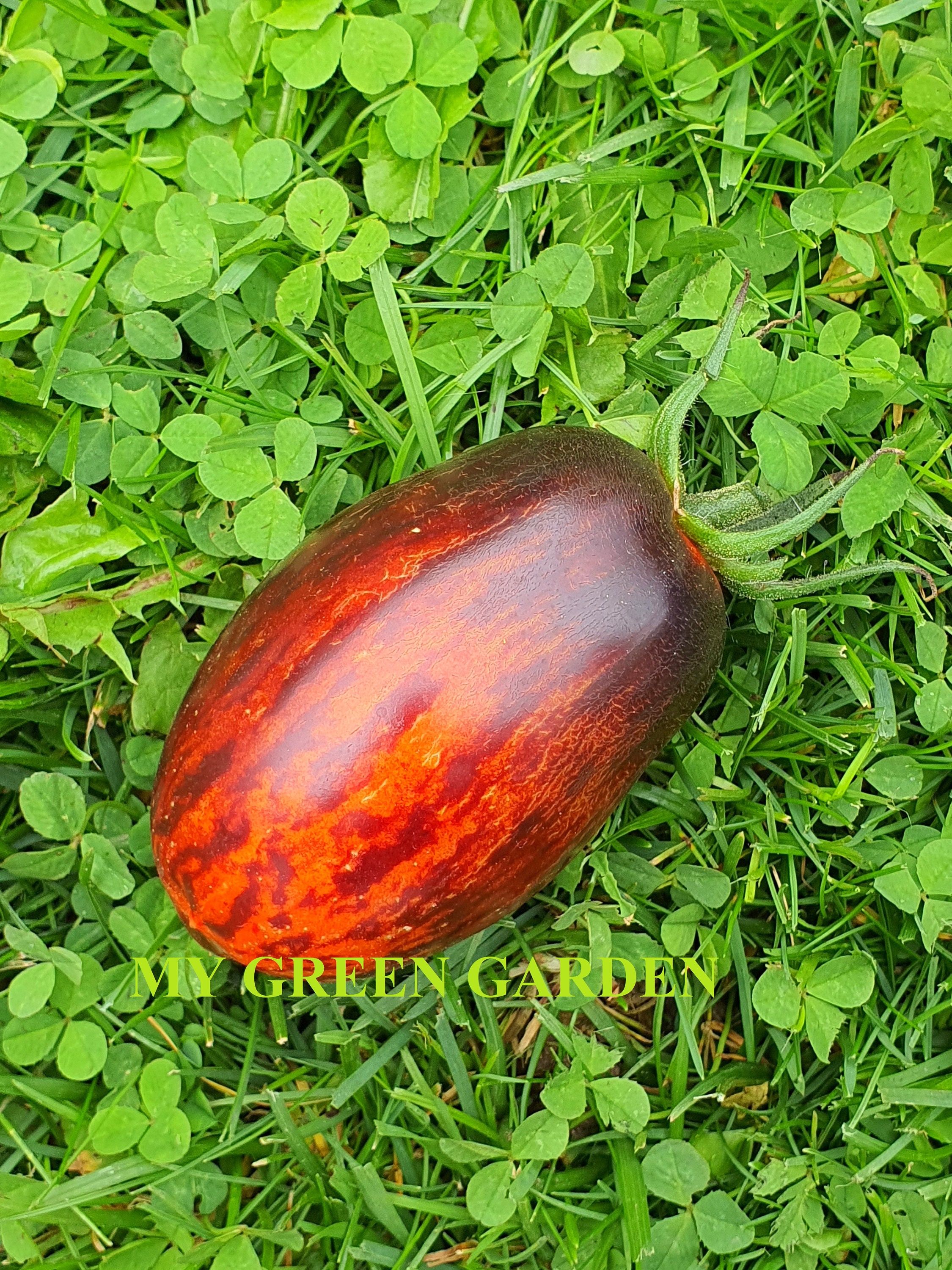 10 GARGAMEL Tomato Organic Seeds Gargamel, Гаргамель, Tomatensamen, Non