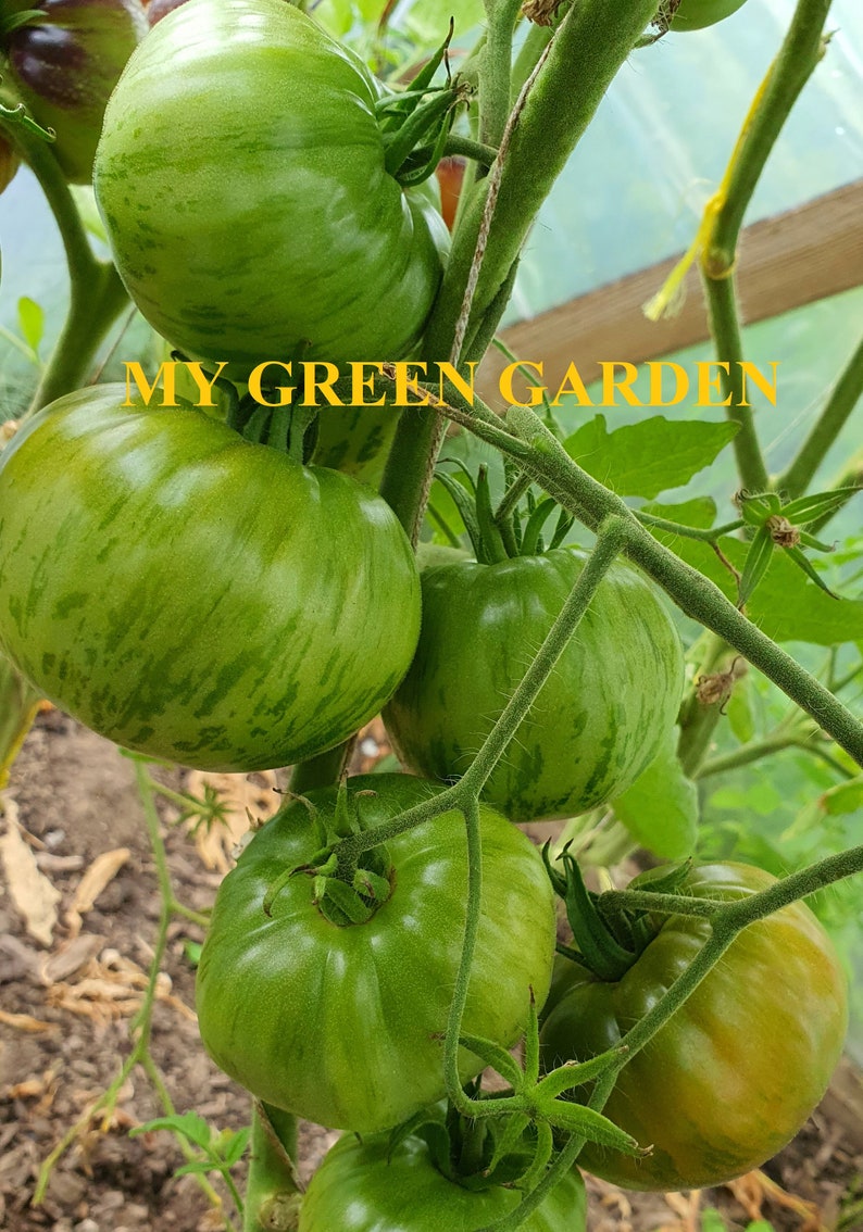 Indeterminate bio 10 ANANAS ZEBRA Tomato Organic Seeds \u2013 Ananas Zebra \u0410\u043d\u0430\u043d\u0430\u0441 \u0437\u0435\u0431\u0440\u0430 Organic Heirloom Tomato Seeds Non GMO