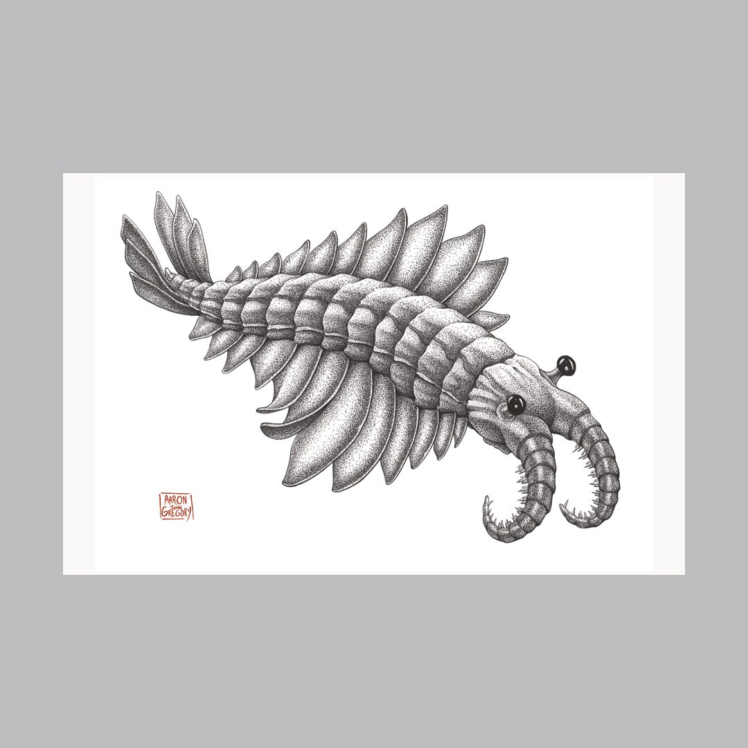 Art Print Anomalocaris 11 X 17 Color Print On White Heavyweight Art Print Anomalocaris 11 X 17 Color Print On White Heavyweight