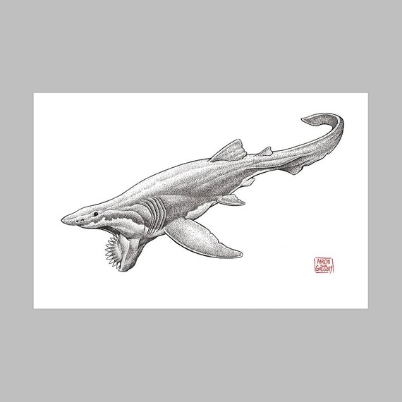 Art Print: Helicoprion 11″ X 17″ Color Print on White