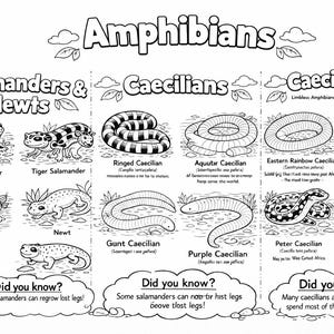 May include: Black and white illustrated educational chart titled "Amphibians". The chart is divided into sections for Salamanders & Newts, Caecilians, and Caecilians. Each section features detailed drawings of various amphibian species with their names.