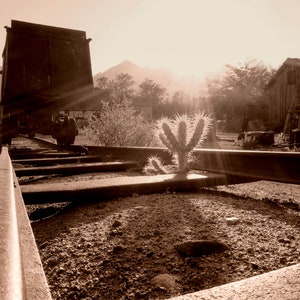 Abandoned Photography, Lone Cactus in Independence, California