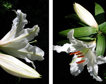 White Easter Lily 1 and 2 - art photography, spring, black, white, green, graphic, nature