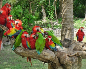 Macaw  - Red and Green - nature, outdoors, gift, uplifting, parrots, Mexico, Xcaret