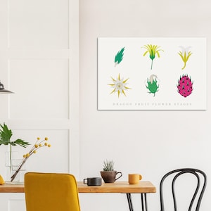 Puede incluir: Un estampado enmarcado con una ilustración botánica de las etapas de la flor del fruto del dragón. La obra de arte muestra seis etapas de la flor en un estilo minimalista, con tonos verdes, amarillos, blancos y rosas. El texto "DRAGON FRUIT FLOWER STAGES" está impreso debajo.