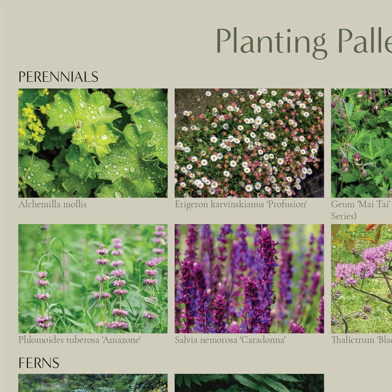 Full Sun Garden Border Design – English Country Style (PDF Full Guide ...