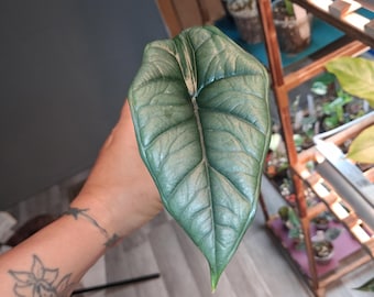Alocasia Bisma Platinum Pup